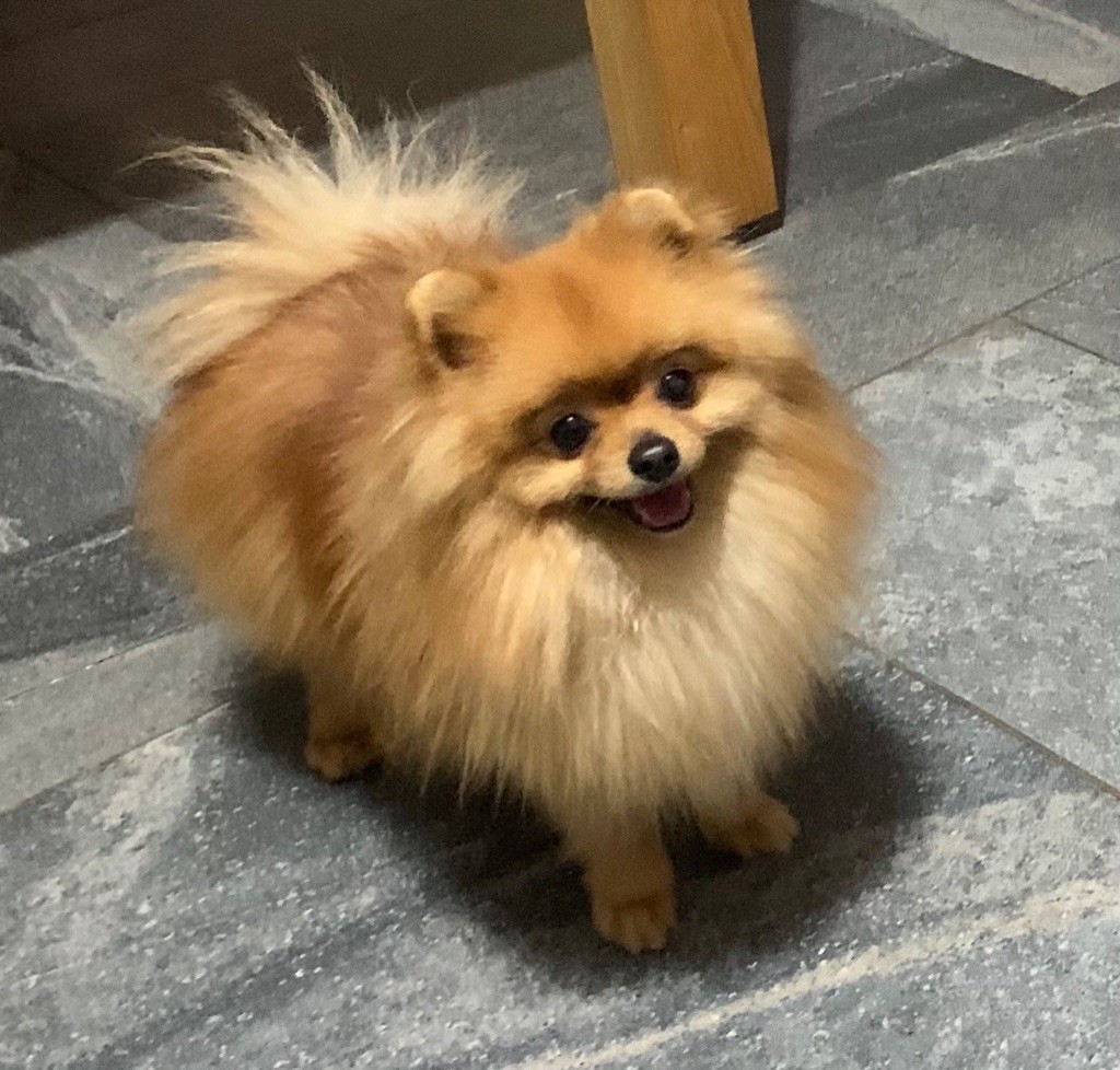 tom ford angel pom