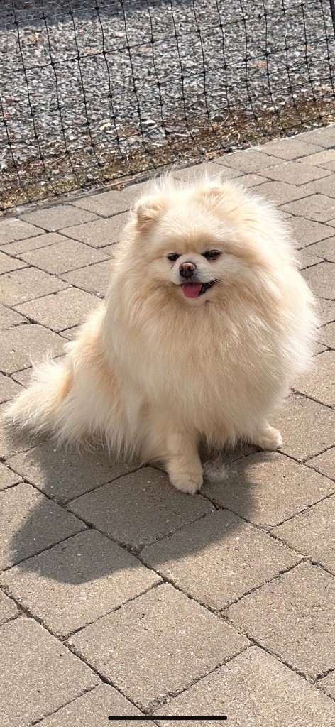 angel pom Chopi