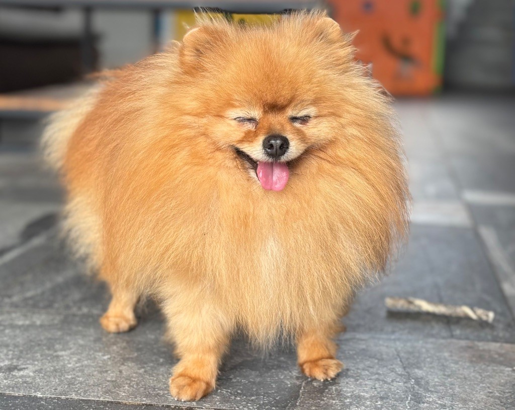  tom ford angel pom