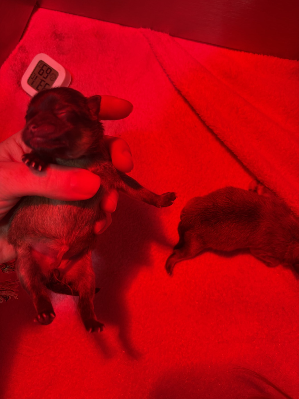 Repaire Des Oursons Gourmands - Chiots disponibles - Spitz allemand