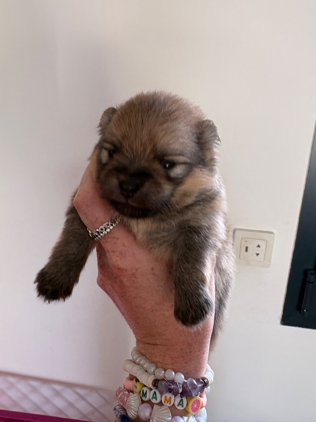 Repaire Des Oursons Gourmands - Chiots disponibles - Spitz allemand