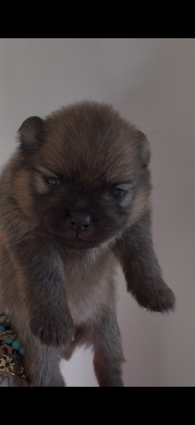 Repaire Des Oursons Gourmands - Chiots disponibles - Spitz allemand