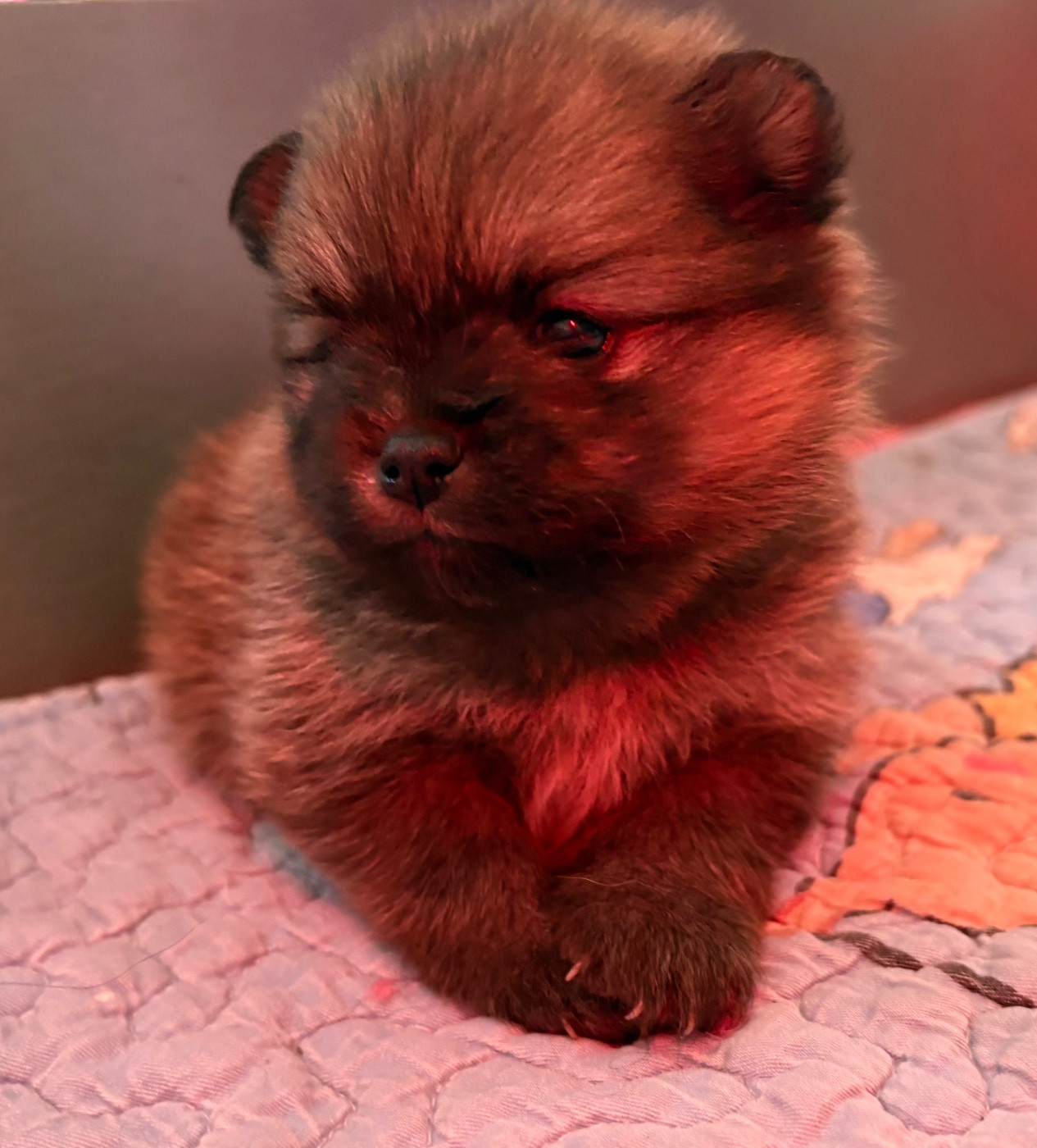 Repaire Des Oursons Gourmands - Chiots disponibles - Spitz allemand