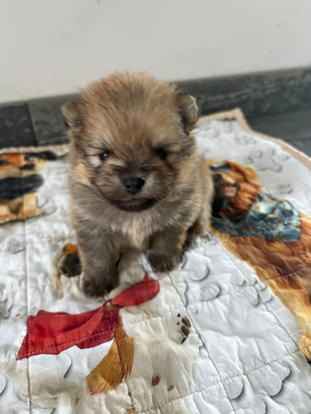 Repaire Des Oursons Gourmands - Chiots disponibles - Spitz allemand