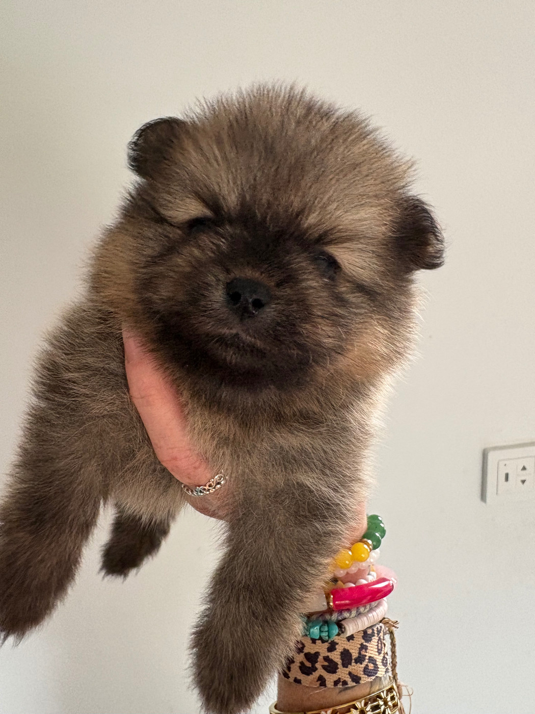 Repaire Des Oursons Gourmands - Chiots disponibles - Spitz allemand