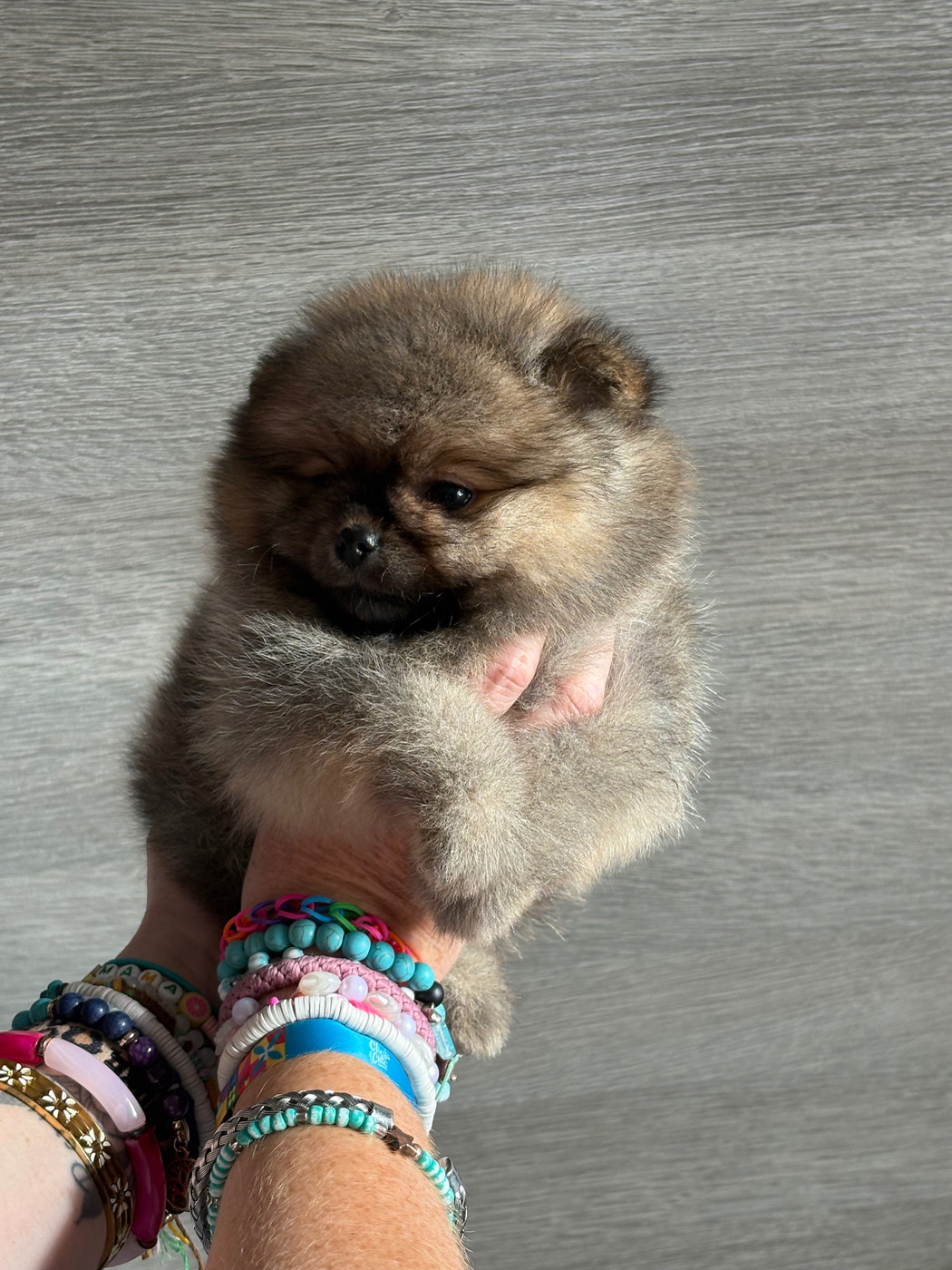 Repaire Des Oursons Gourmands - Chiots disponibles - Spitz allemand