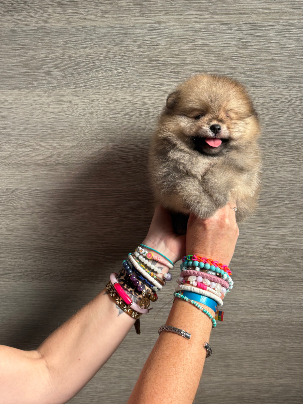 Repaire Des Oursons Gourmands - Chiots disponibles - Spitz allemand